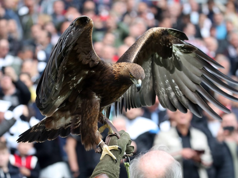 Das Adler Duell Frankfurt Und Die Konigsklasse Europa League Bildergalerie Kicker