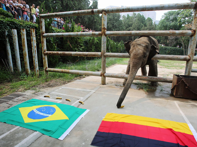 Vorahnung: Elefant Yalu setzt auf Deutschland