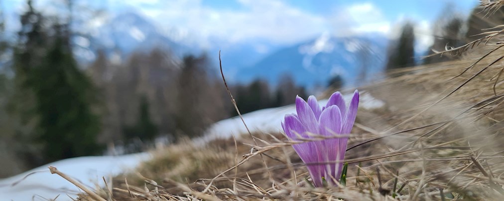 ALPIN-PICs im Mai: "Flora und Fauna am Berg"