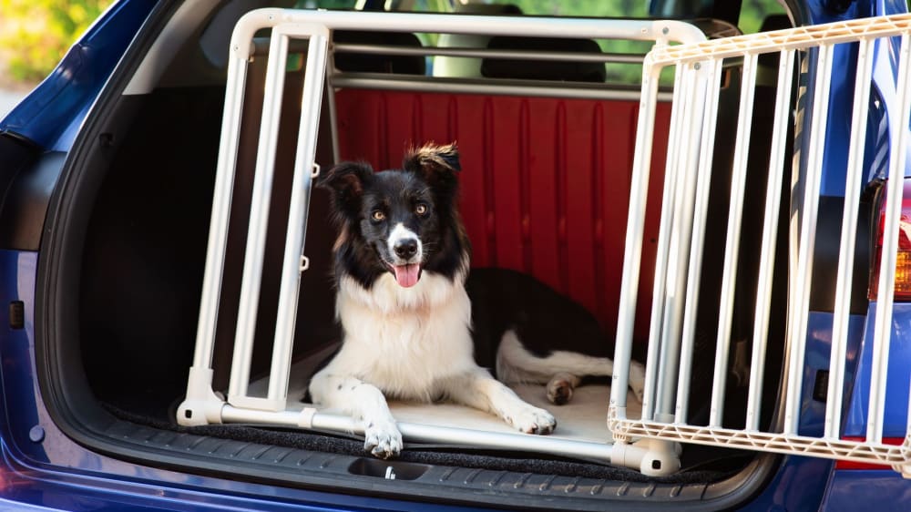 Gut untergebracht: In einer stabilen Metallbox reist der Hund sicher.