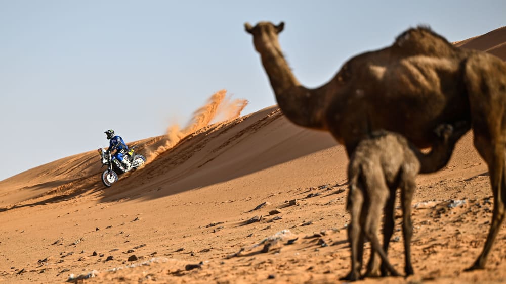 Während der Nachwuchs gestillt wird, schaut die Kamel-Mutter verwundert dem Motorradfahrer hinterher.