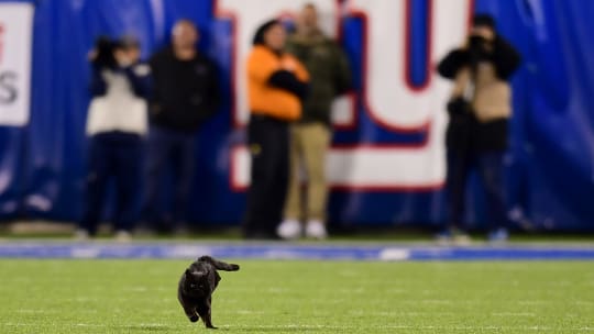 Schlechtes Omen für die Giants? Eine schwarze Katze sorgte in New York für eine kurze Spielunterbrechung.