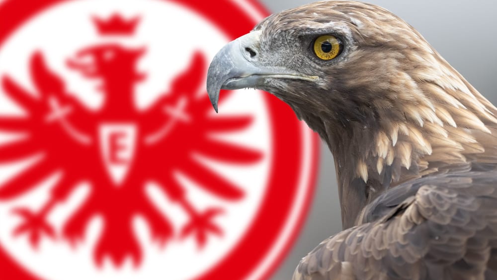 Das Logo von Eintracht Frankfurt und das Vereinsmaskottchen: Steinadler Attila.