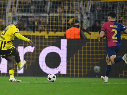 Leichtes Spiel: Serhou Guirassy Schiß Denball Zum 2: 2 Ins Verwaiste Tor.