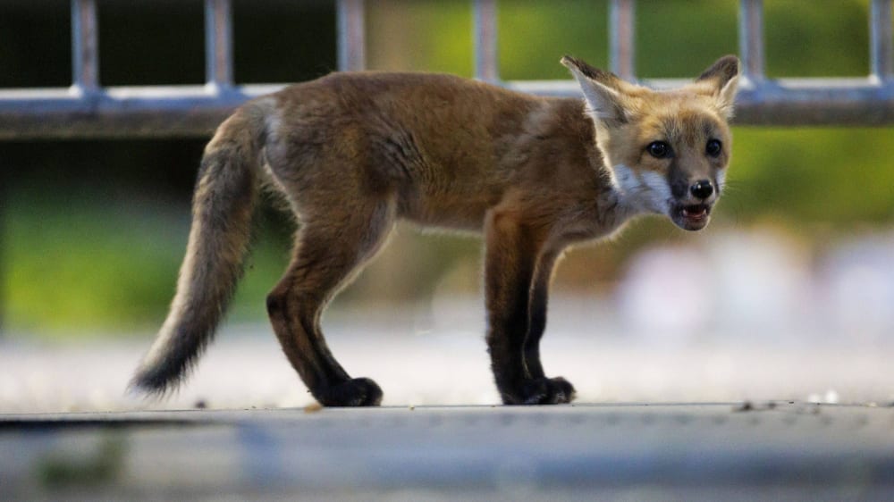 Fuchs taucht im Berliner Olympiastadion auf kicker