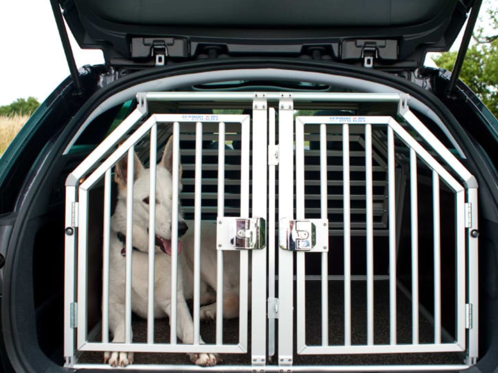 Mit Hund Und Katz Im Auto Kicker