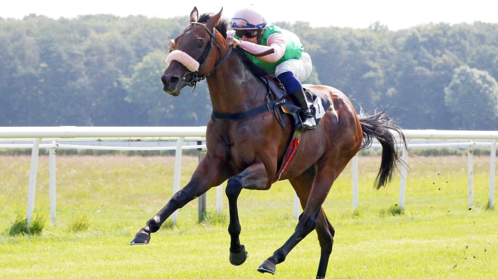 Der Galopper Des Jahres Heisst Rubaiyat Kicker