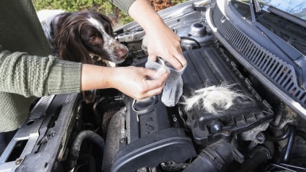 Hundehaare im Motorraum