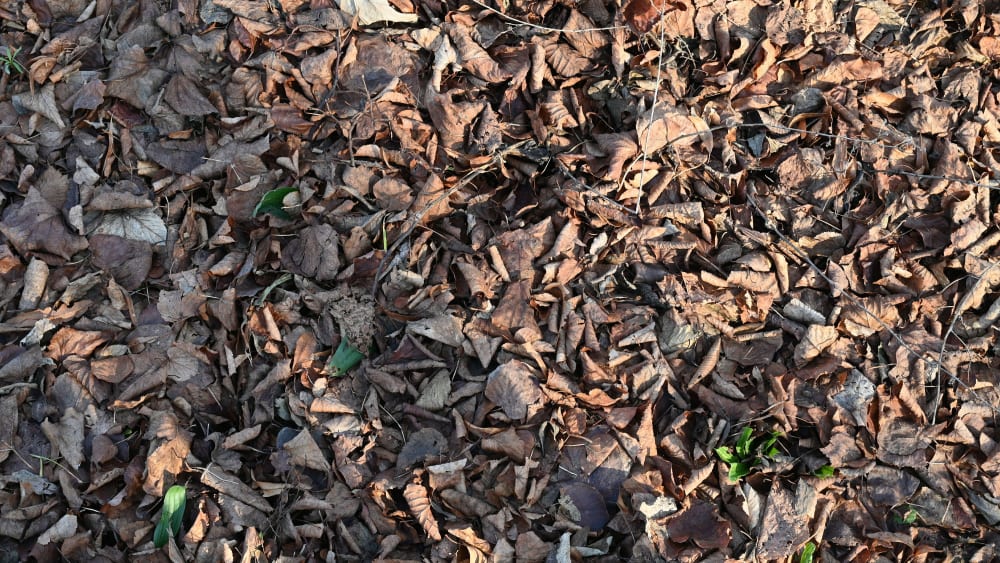 Herbstlaub