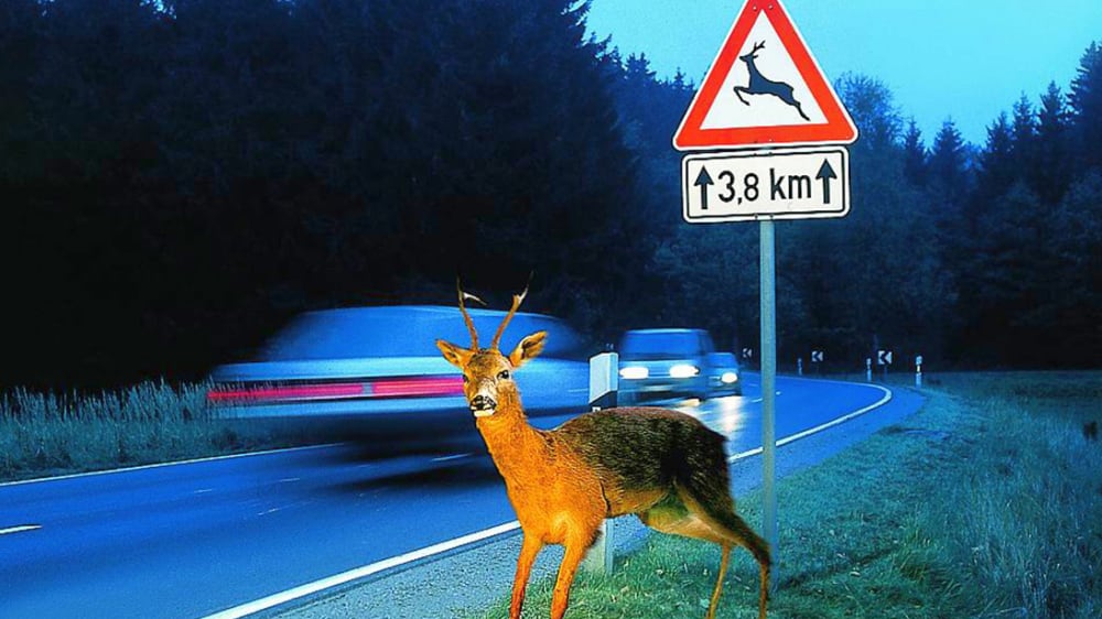 Reh am Straßenrand